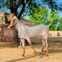 TikTok Account - sohail_khan_chandia786