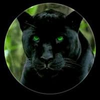 TikTok Account - braconieru10