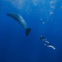 TikTok Account - girlwithwhales