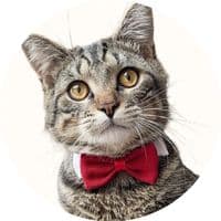 TikTok Account - leptitmilo