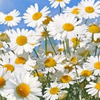 TikTok Account - wonderfullphotos.uk