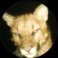 TikTok Account - bukimiai