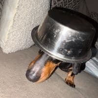 TikTok Account - indoraptor_jurassic