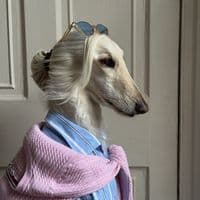 TikTok Account - afghanhoundinthecity