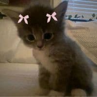 TikTok Account - mirikli21