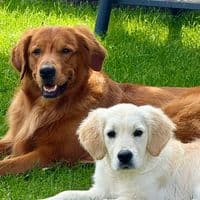 TikTok Account - _ranger_goldenretriever