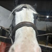 TikTok Account - livshorses28