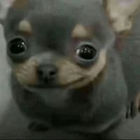 TikTok Account - alannamdj