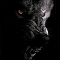 TikTok Account - 10_darkwolf_13