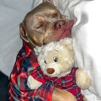 TikTok Account - justgunnerstunner