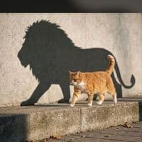 TikTok Account - mboka9393