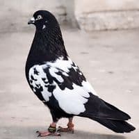 TikTok Account - sheikh.k.s3