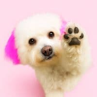 TikTok Account - bella_maltipushka