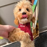 TikTok Account - lucasr.01