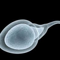 TikTok Account - espermatozoidas