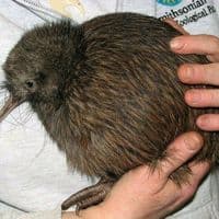 TikTok Account - alyalufushka