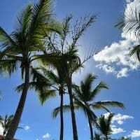 TikTok Account - rosemia383