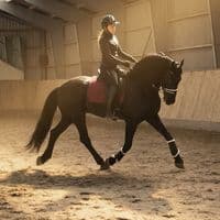 TikTok Account - showjumpersof