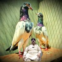 TikTok Account - mianzohaiblahorey