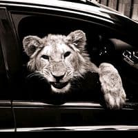 TikTok Account - karr_7772