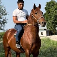 TikTok Account - mustafo_horses