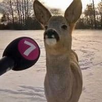 TikTok Account - 7shayyy