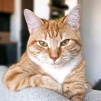 TikTok Account - sydneychat