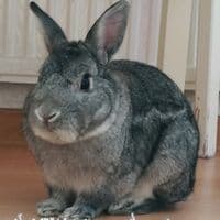 TikTok Account - schnulli163