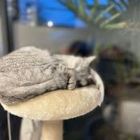 TikTok Account - tatiyanas07