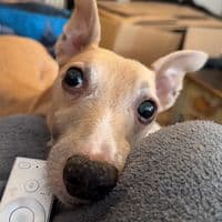 TikTok Account - zvpinkie