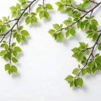 TikTok Account - not.megaa