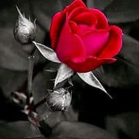 TikTok Account - fata.din.umbra1987