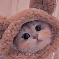 TikTok Account - just_a_nobody_.17