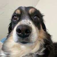 TikTok Account - peruanium_