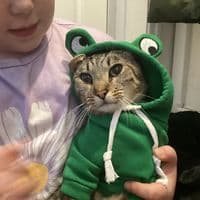 TikTok Account - chahol