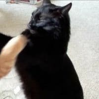 TikTok Account - bttxys