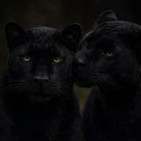 TikTok Account - _anonim_93_