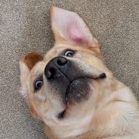 TikTok Account - howlinwithgoose