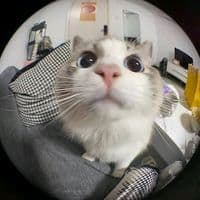 TikTok Account - happymodxxx