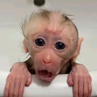 TikTok Account - wb2lofficial