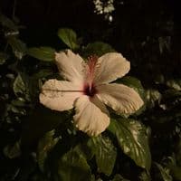 TikTok Account - flowers__rs