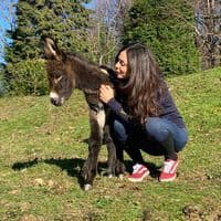 TikTok Account - donatellaporcaro