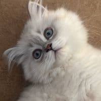 TikTok Account - asmanawid1