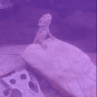 TikTok Account - lemonsqueezydoots