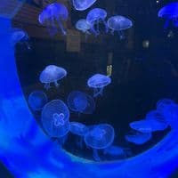 TikTok Account - bobthebuilder655