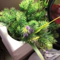 TikTok Account - sugsgey