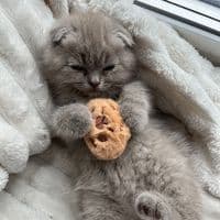 TikTok Account - wiwi_idk