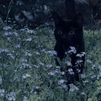 TikTok Account - user143984602