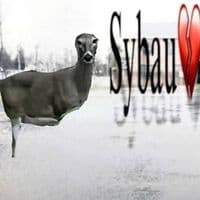 TikTok Account - mindlore