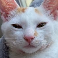 TikTok Account - ubithereogcat